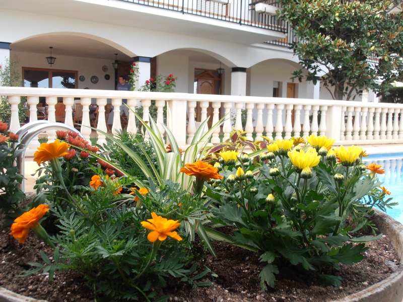Flores del jardín junto a la piscina y la balaustrada